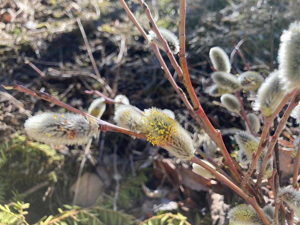 エゾヤナギの花の写真