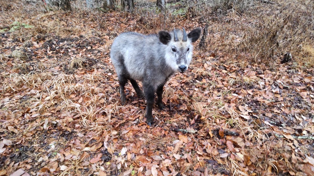 町内で目撃されたニホンカモシカの画像