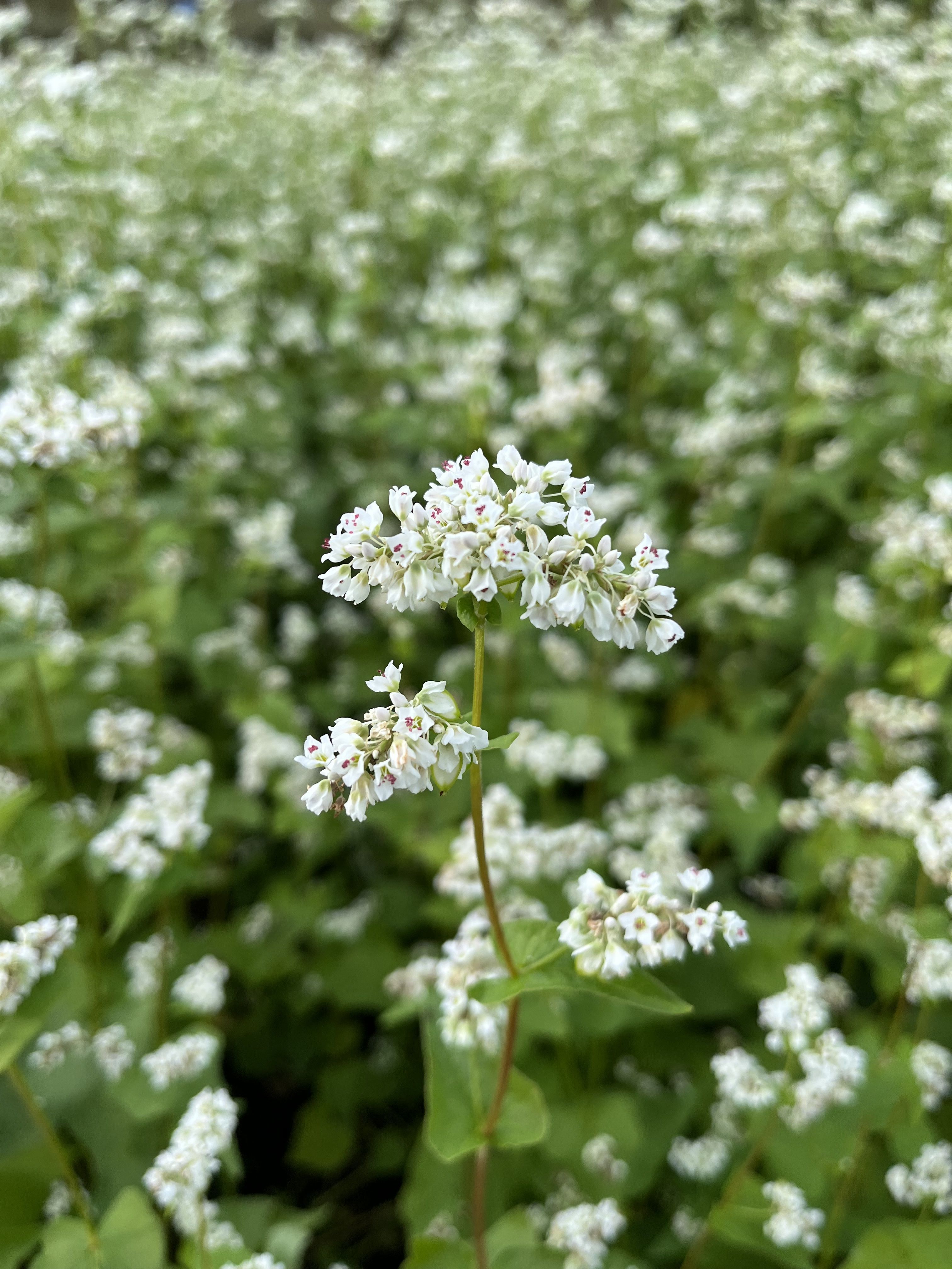 そばの花の画像