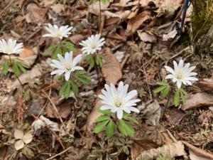 アズマイチゲの花の写真