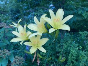 ユウスゲの花の写真