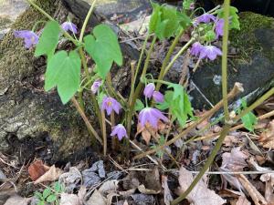 トガクシソウの花の写真