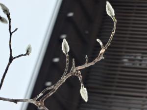 郷土館庭のこぶしの花