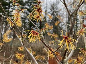アカバナマンサクの花の写真