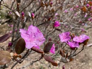 エゾムラサキツツジの花の写真