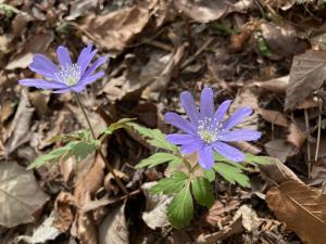 キクザキイチゲの花の写真