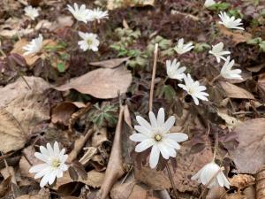 アズマイチゲの花の写真