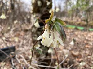 アラゲヒョウタンボクの花の写真