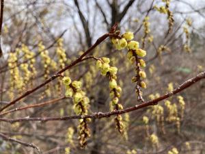 キブシの花の写真