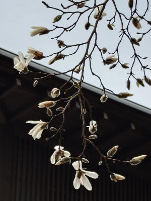 郷土館前庭のこぶしの花の写真