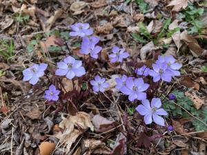 タツタソウの花の写真