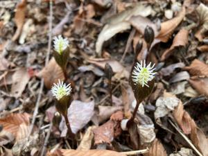 ヒトリシズカの花の写真