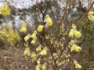 ヒュウガミズキの花の写真