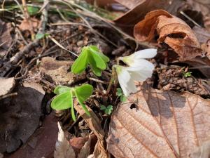 オオヤマカタバミの花の写真