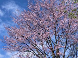 オオヤマザクラの花の写真