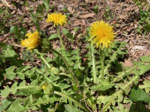 シナノタンポポの花の写真
