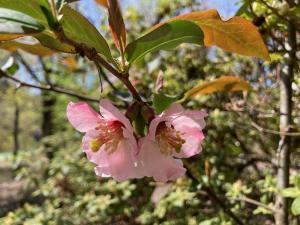 マボケの花の写真