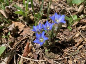 フデリンドウの花の写真