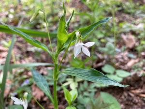 タデスミレの花の写真