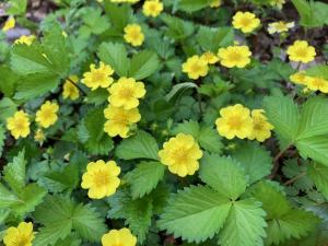 ツルキンバイの花の写真
