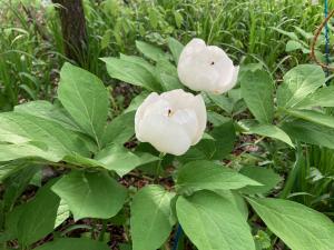 ヤマシャクヤクの花の写真