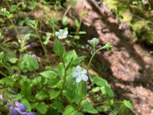 ツルカメバソウの花の写真