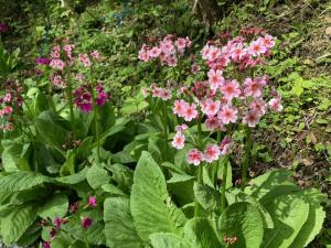 クリンソウの花の写真