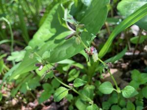 ヤマトグサの花の写真
