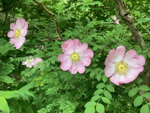 サンショウバラの花の写真