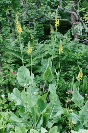 ヤマタバコの花の写真