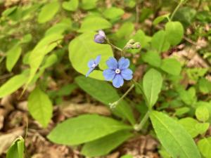 ルリソウの花の写真