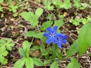 ホタルカズラの花の写真