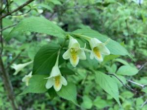 キバナウツギの花の写真
