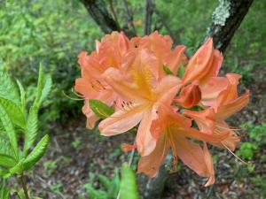 レンゲツツジの花の写真