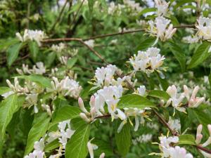 ハナヒョウタンボクの花の写真