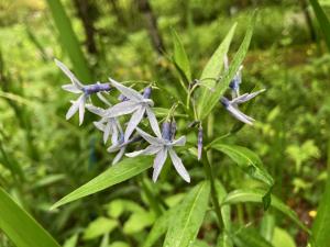 チョウジソウの花の写真