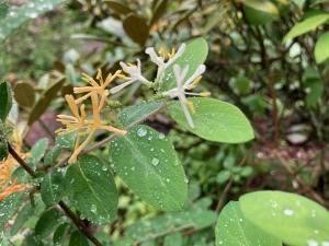 ヒョウタンボクの花の写真