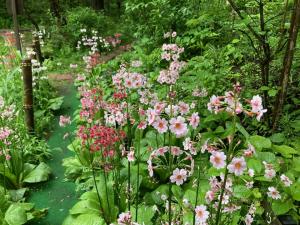 クリンソウの花の写真
