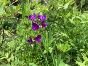 レンリソウの花の写真