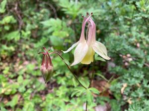 キバナノヤマオダマキの花の写真