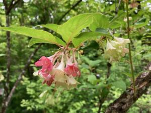 ニシキウツギの花の写真