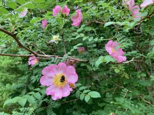 サンショウバラの花の写真