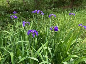 ナスノヒオウギアヤメの花の写真