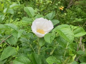 白花のハマナスの花の写真