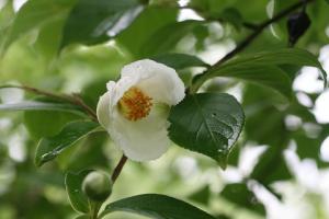 ナツツバキの花の写真