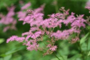 アカバナシモツケソウの花の写真