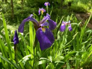 キリガミネヒオウギアヤメの花の写真