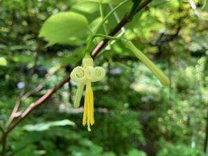 ウリノキの花の写真