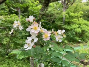 ノイバラの花の写真