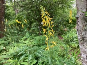 ヤマタバコの花の写真
